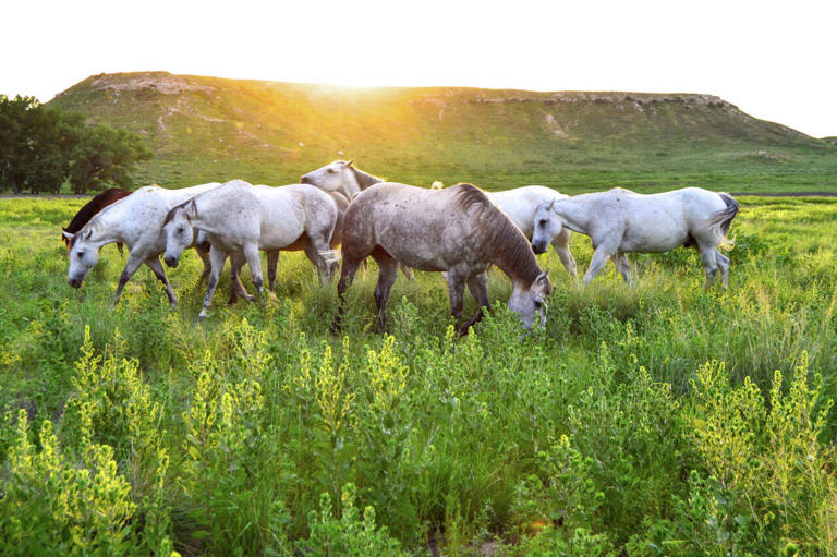 88,000-acre Texas-Oklahoma ranch to sell family-run operation for $127M