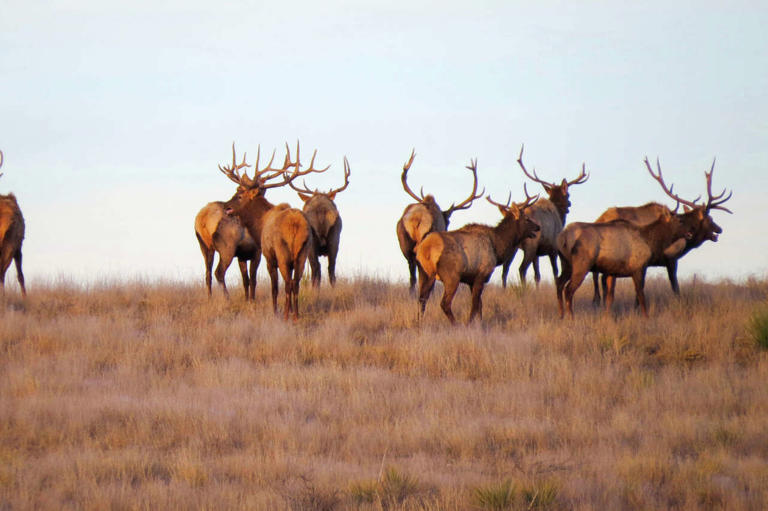 88,000-acre Texas-Oklahoma ranch to sell family-run operation for $127M