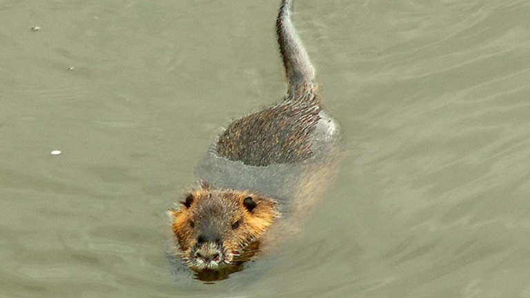 These destructive animals are taking over southern wetlands. Officials ...