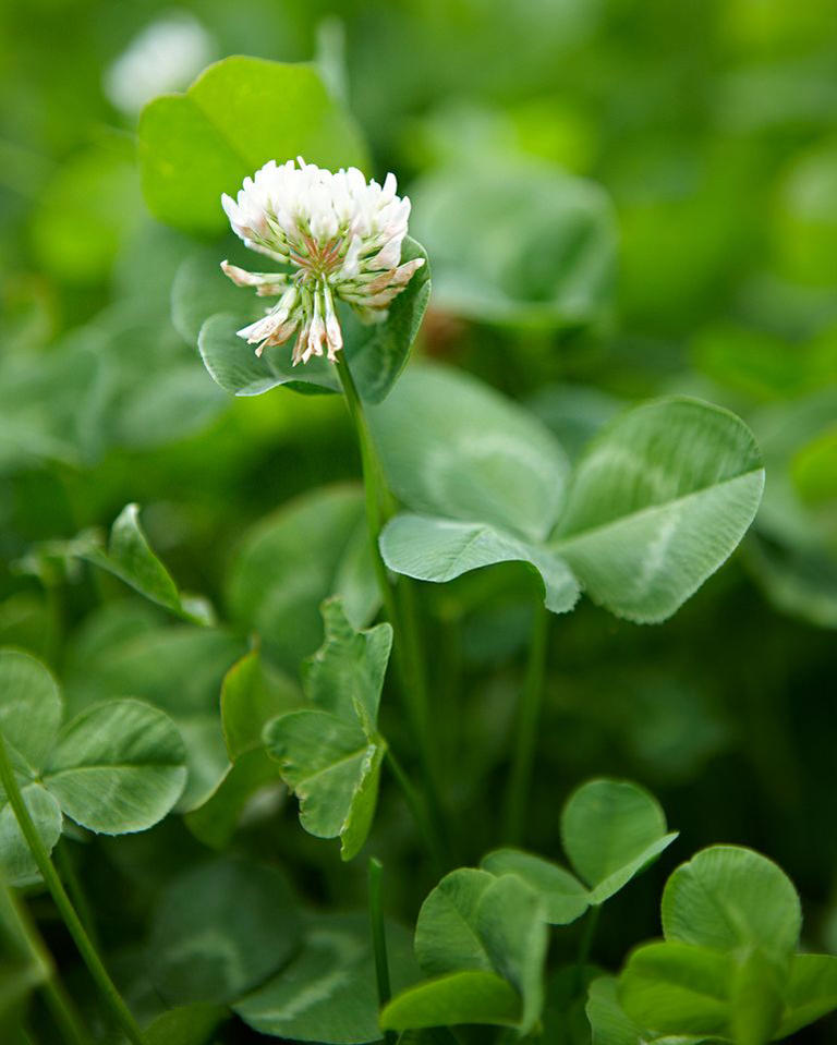 5 common weeds that invade lawns in fall, plus how to get rid of them ...