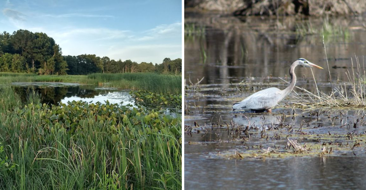 This 11,000-acre Indiana wildlife area is a premier birding destination ...