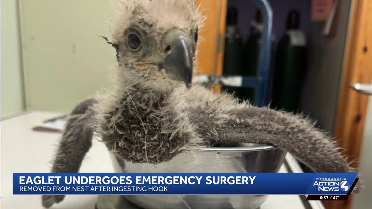 Eaglet undergoes emergency surgery after ingesting hook