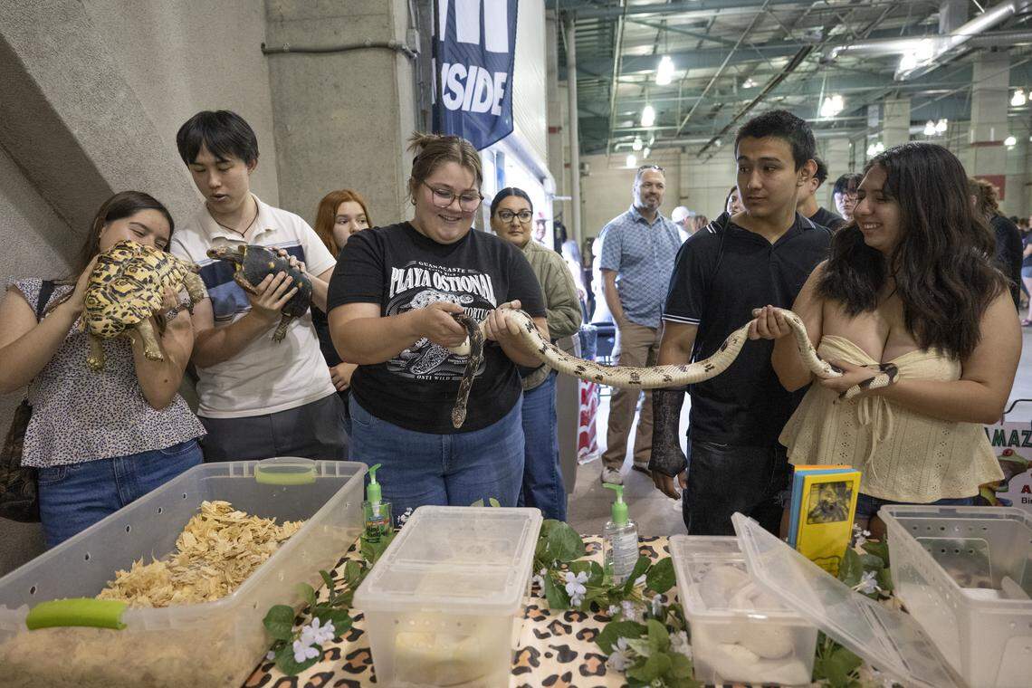 Sacramento Reptile Show builds kids' confidence while meeting cold ...