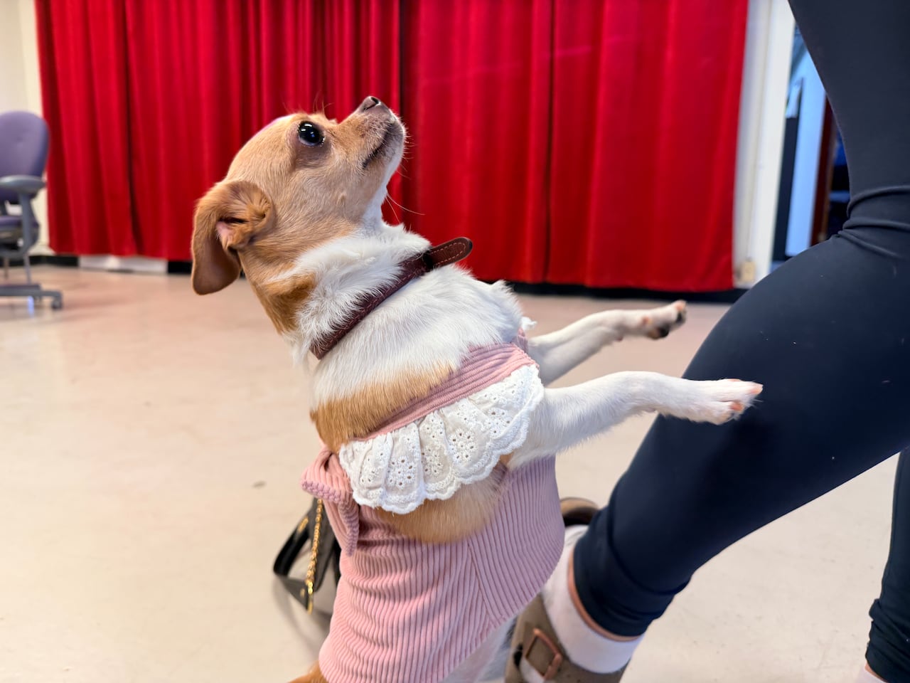 Dogs put their best paws forward for Legally Blonde musical auditions
