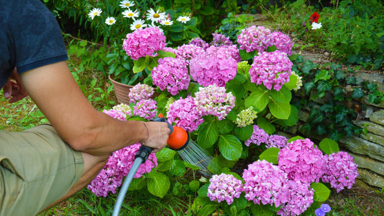 The watering mistake that damages your hydrangeas & can make them sick