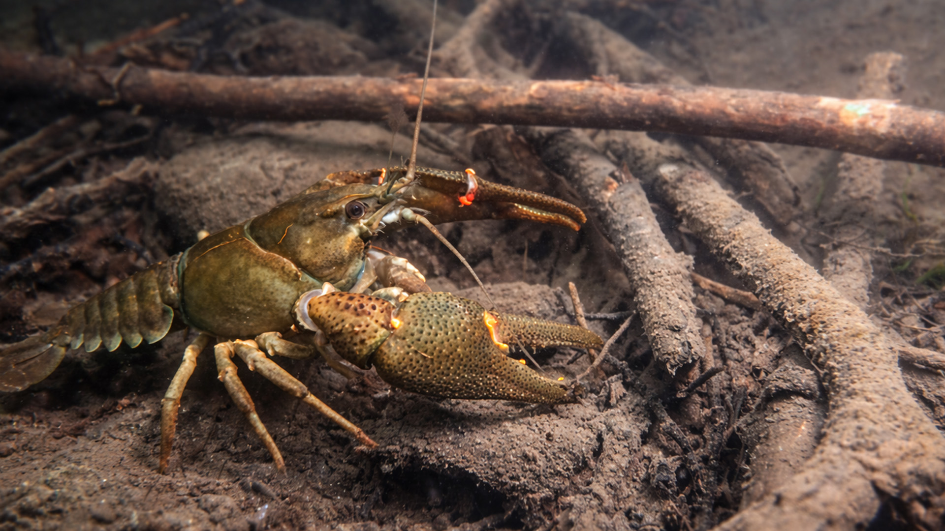 This underwater scene holds a hidden predator - camera trap