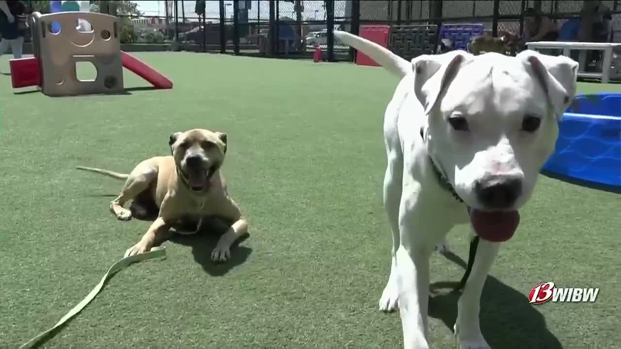 Volunteers help dogs thrive behind the scenes at Helping Hands Humane ...
