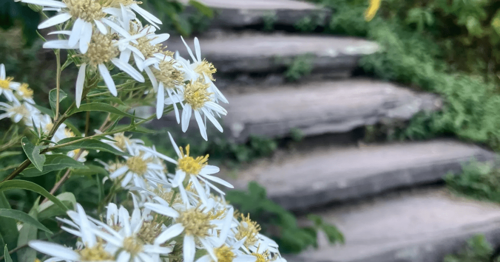 Old stairs within the Two Lights State Park in Cape Elizabeth, Maine are lined with white flowers.