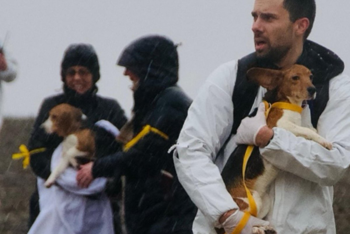 Activists arrested, pepper-sprayed trying to remove beagles from Wis ...