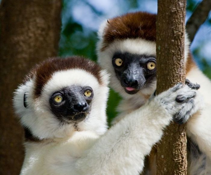 30 Wildlife Photos Taken In Dangerous Locations