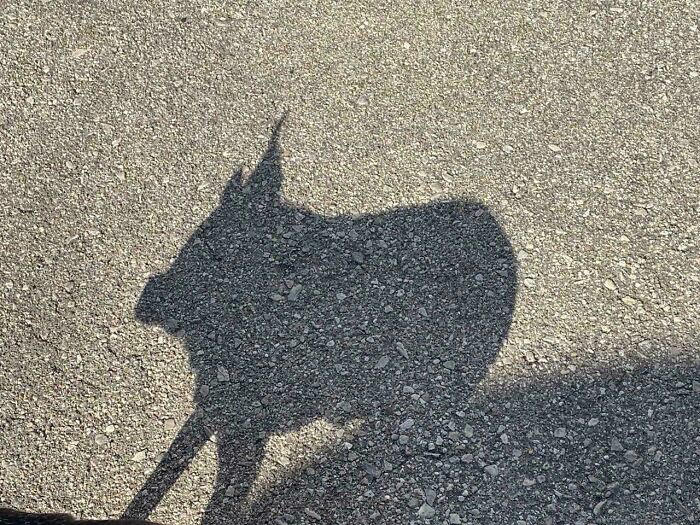 48 times people spotted surprising shadows worth photographing