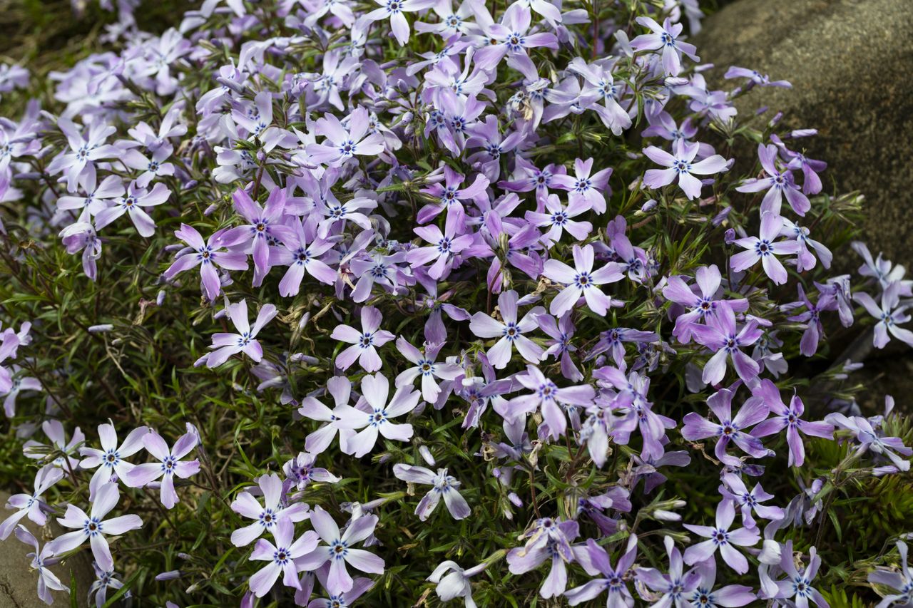 Moss Phlox