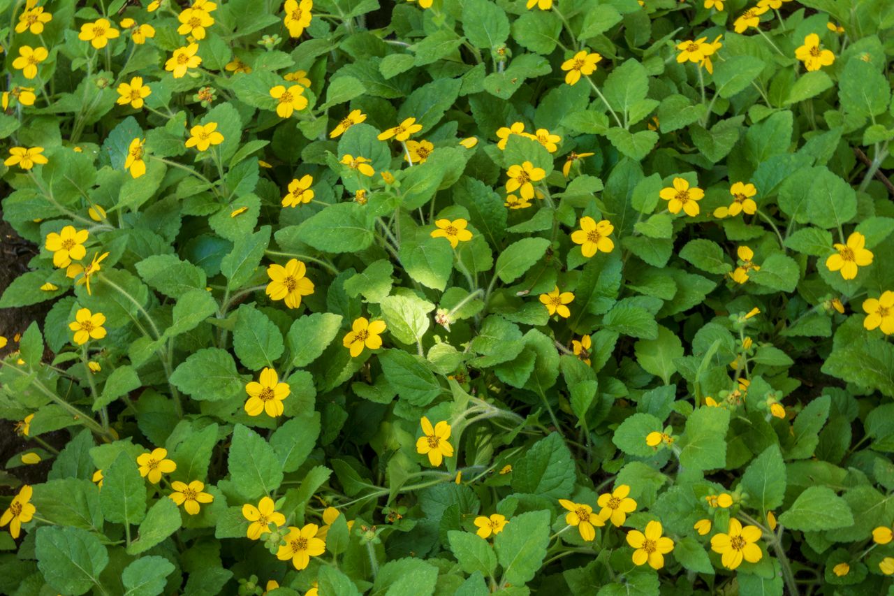 Chrysogonum virginianum