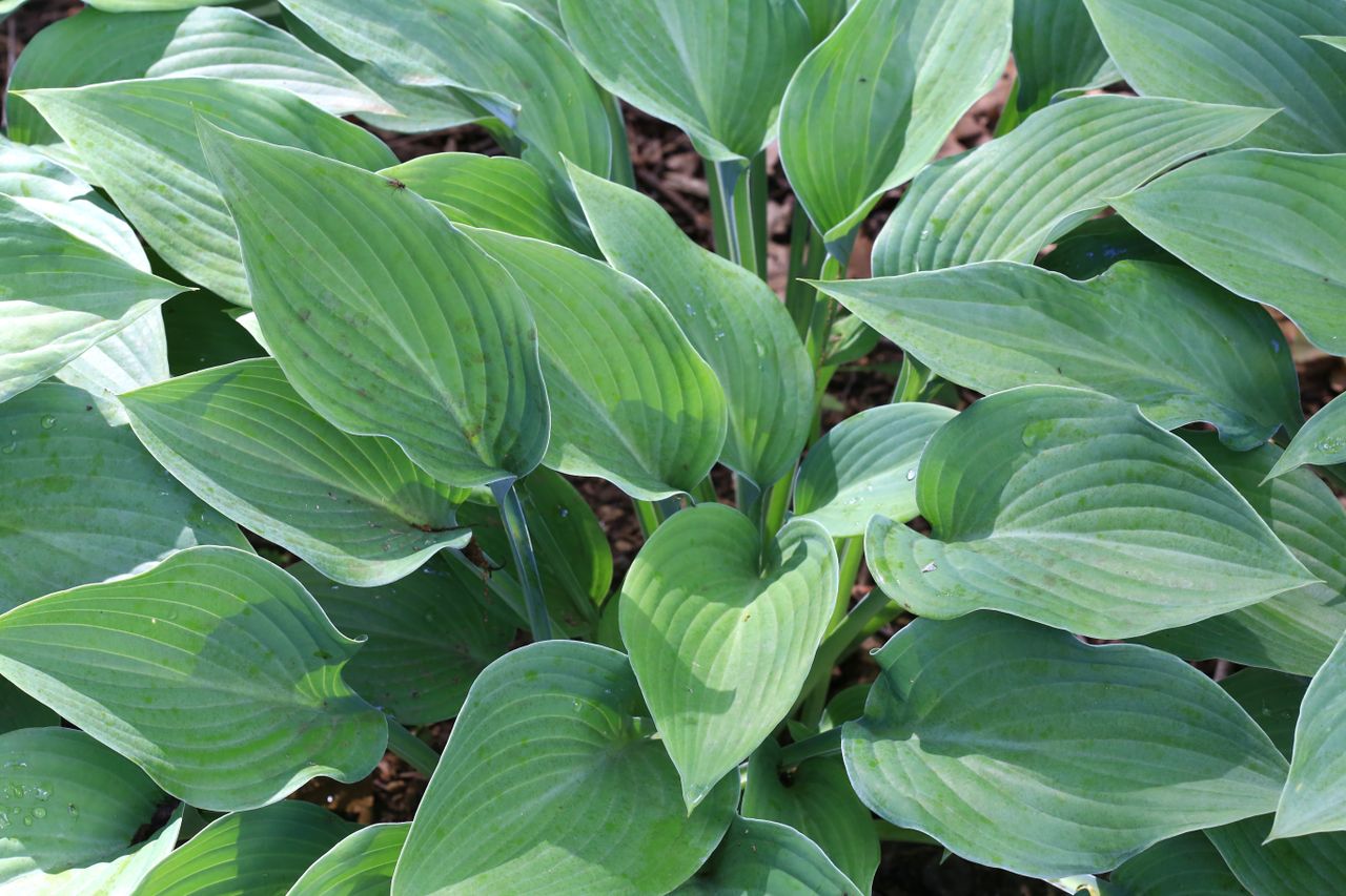 Hosta Plant