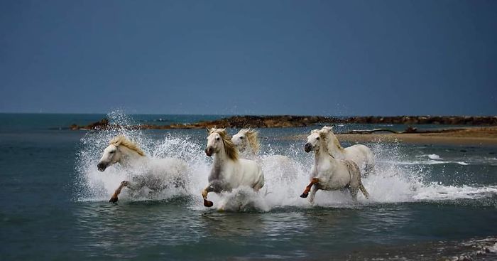 30 Wildlife Photos Taken In Dangerous Locations
