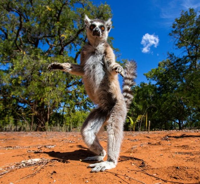 30 Wildlife Photos Taken In Dangerous Locations