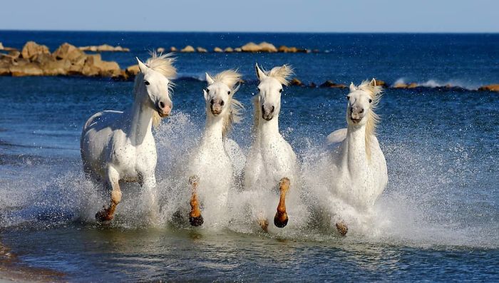 30 Wildlife Photos Taken In Dangerous Locations