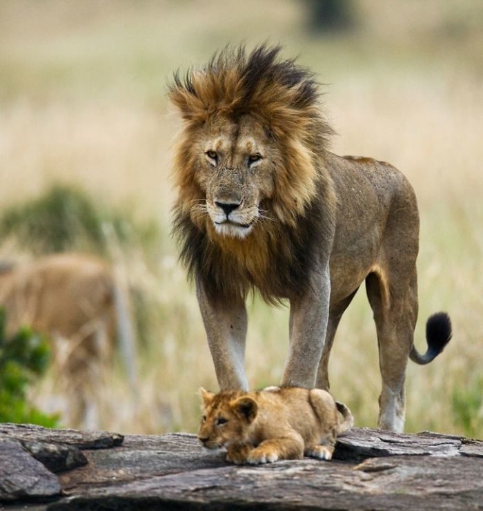30 Wildlife Photos Taken In Dangerous Locations