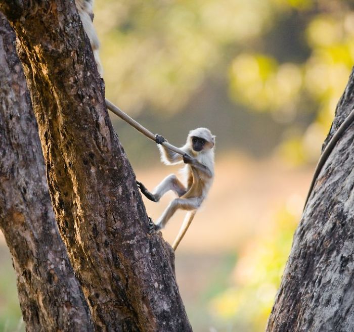 30 Wildlife Photos Taken In Dangerous Locations