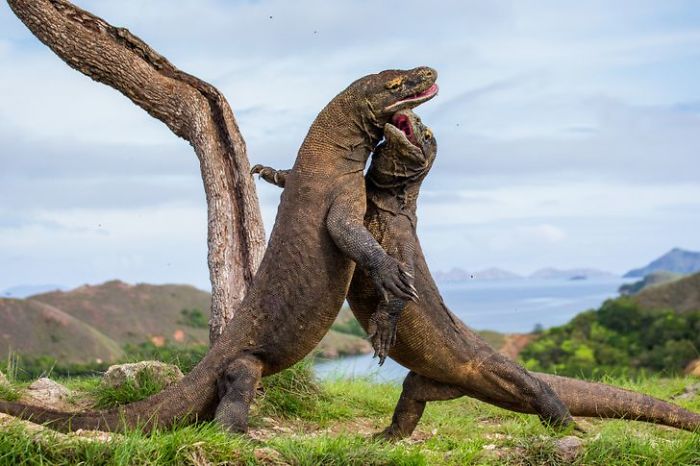 30 Wildlife Photos Taken In Dangerous Locations