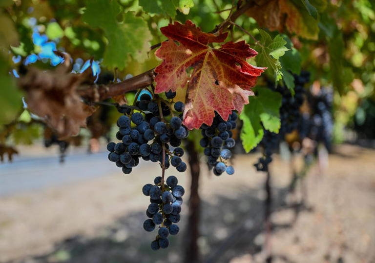 Shocking investigation reveals exactly why Napa Valley is crumbling