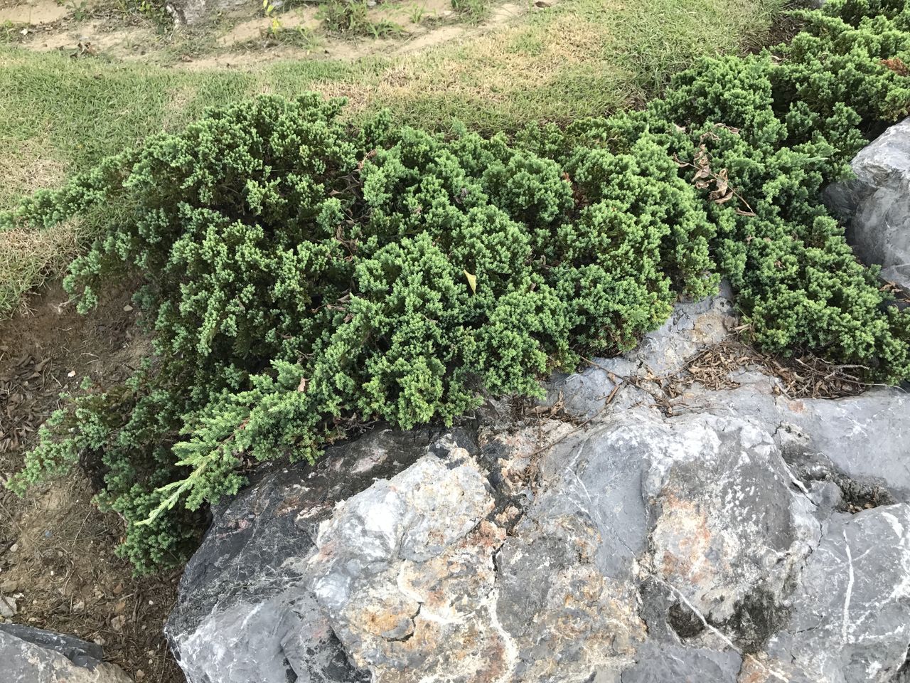 Creeping Juniper