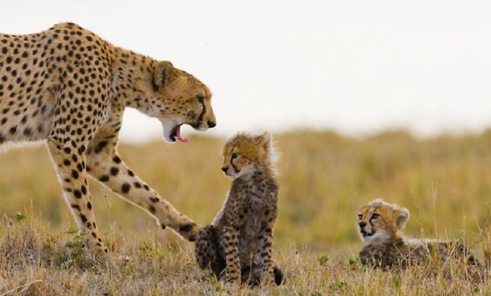 30 Wildlife Photos Taken In Dangerous Locations