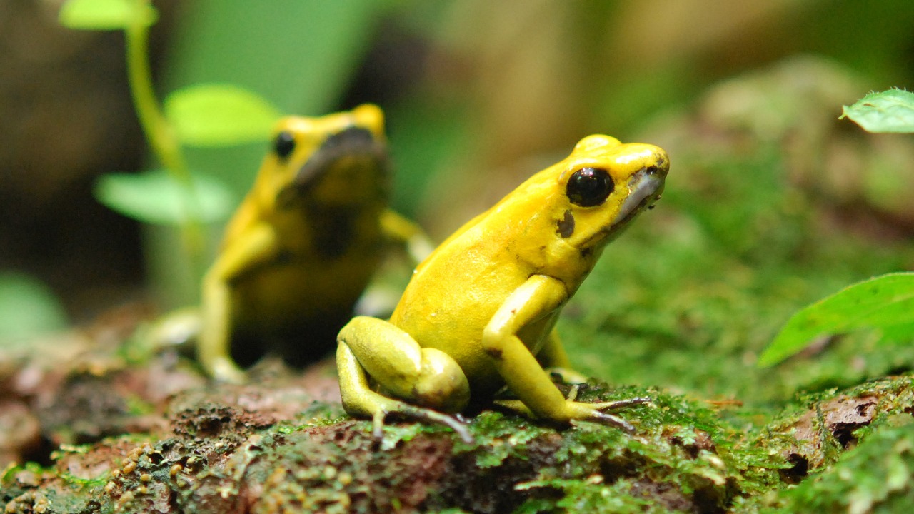 Study traces how poison frogs evolved step-by-step toxin defenses