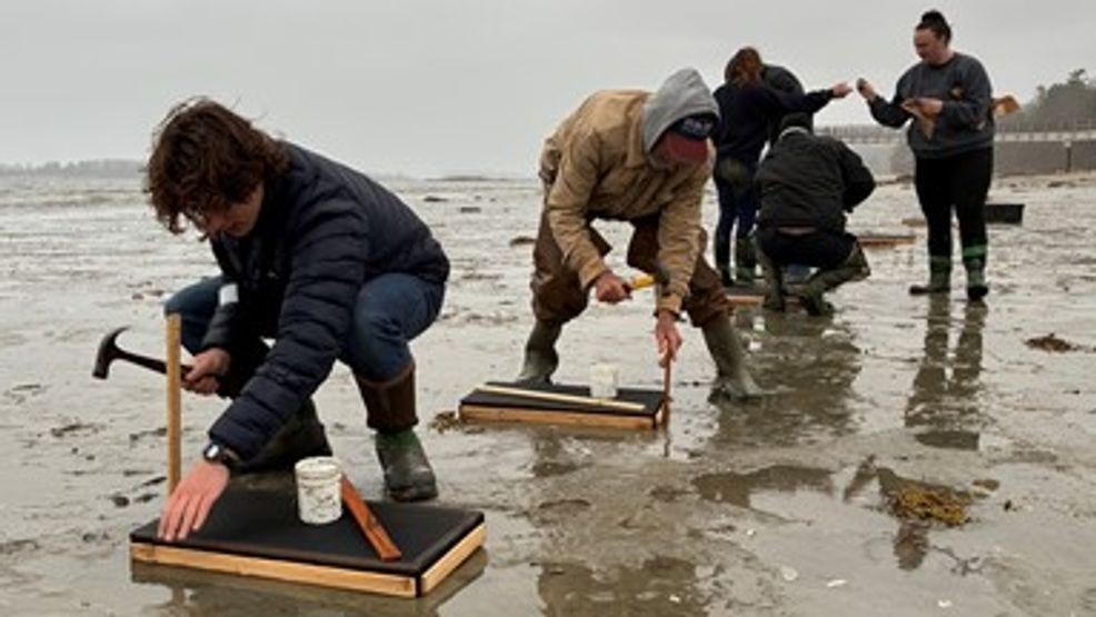 Maine soft shell clam landings down 85% as researchers probe causes and ...