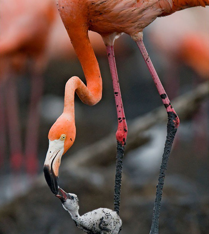 30 Wildlife Photos Taken In Dangerous Locations