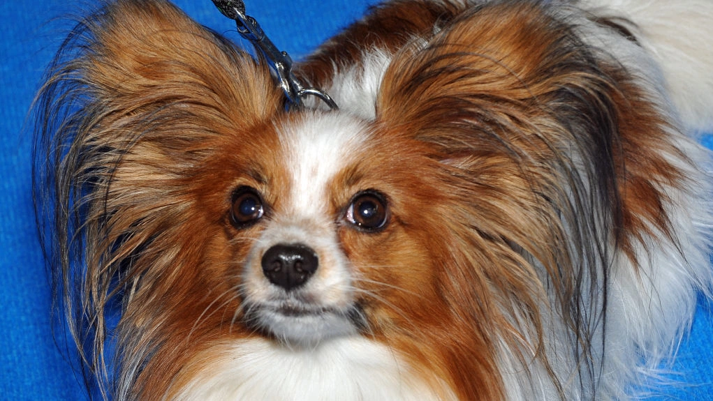 Papillon care tips every dog lover needs