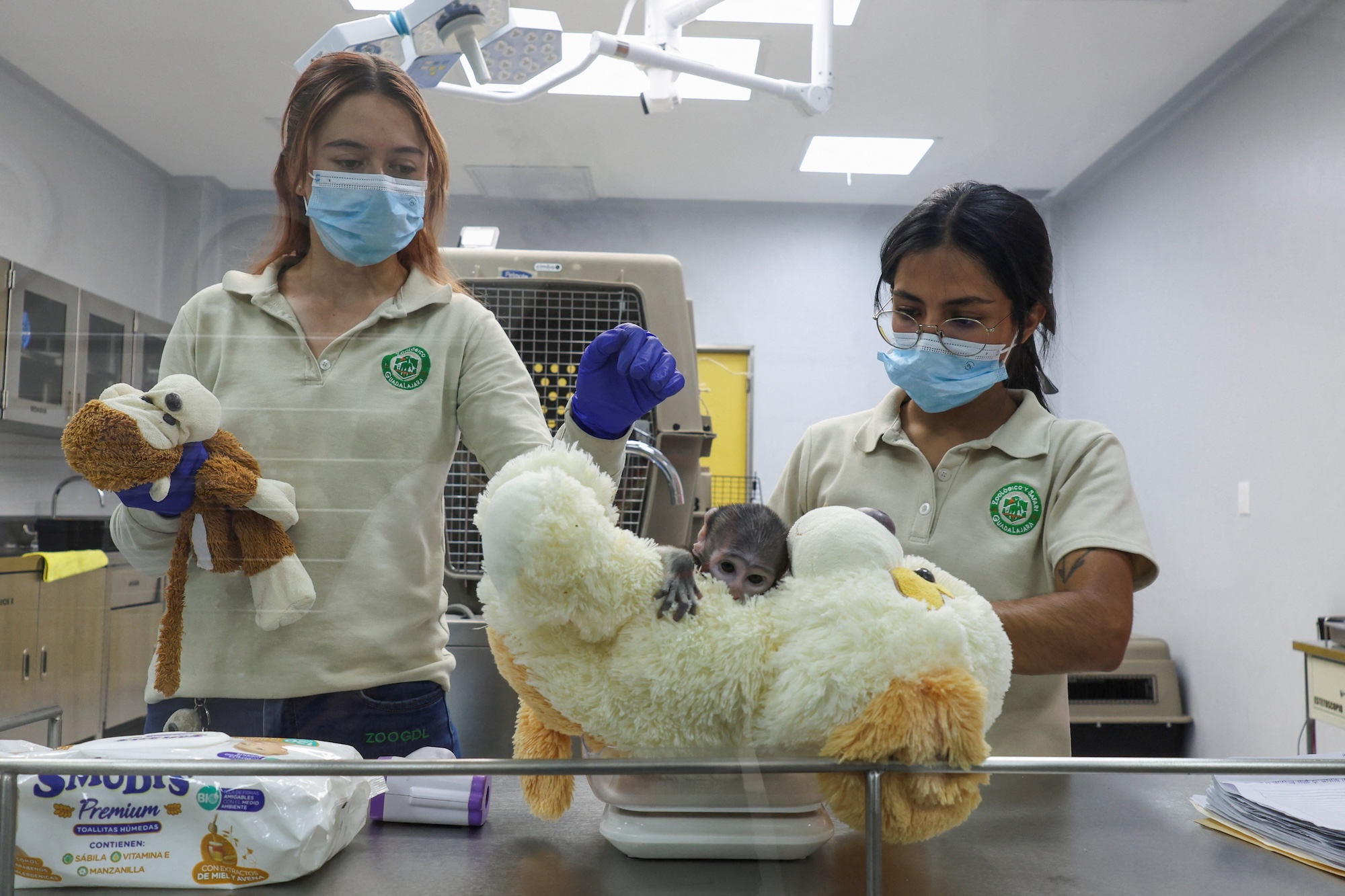 Baby monkey Yuji clings to a stuffed dog for comfort after separation ...