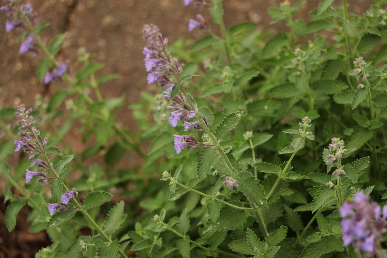 Catmint
