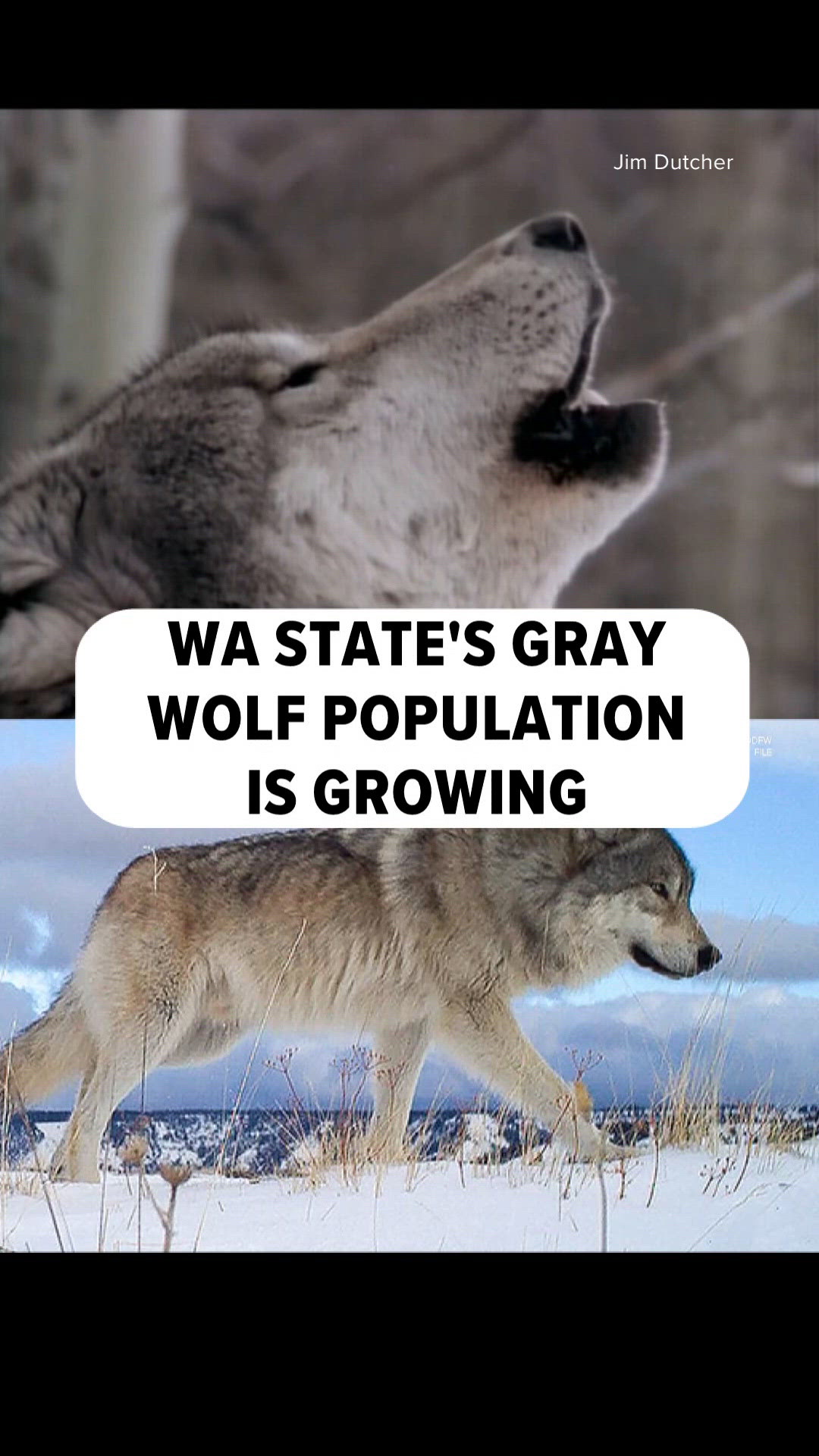Gray wolf population growing in WA