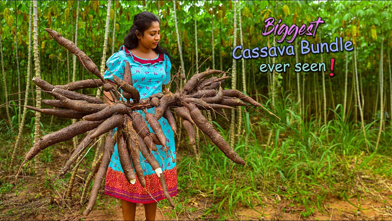 Biggest bundle of cassava we've ever harvested! I made creamy curry ...