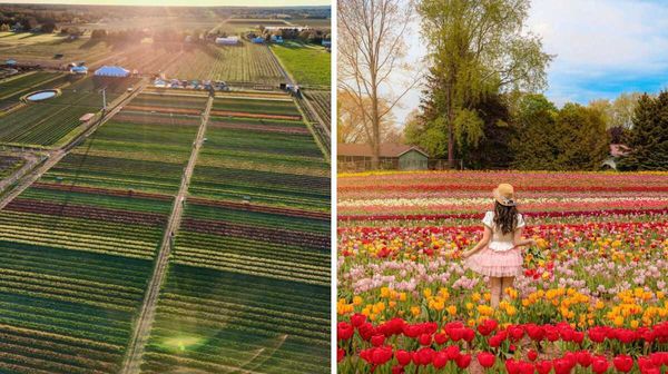 Ontario's largest tulip farm is near Toronto and you can wander through ...