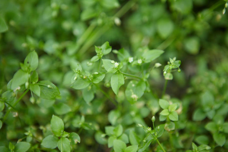 5 common weeds that invade lawns in fall, plus how to get rid of them ...