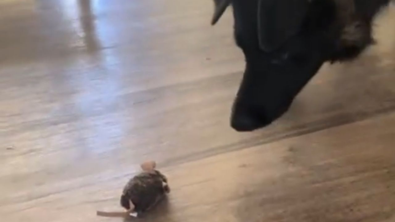 Dog faces a toy mouse at home and retreats after a brief standoff