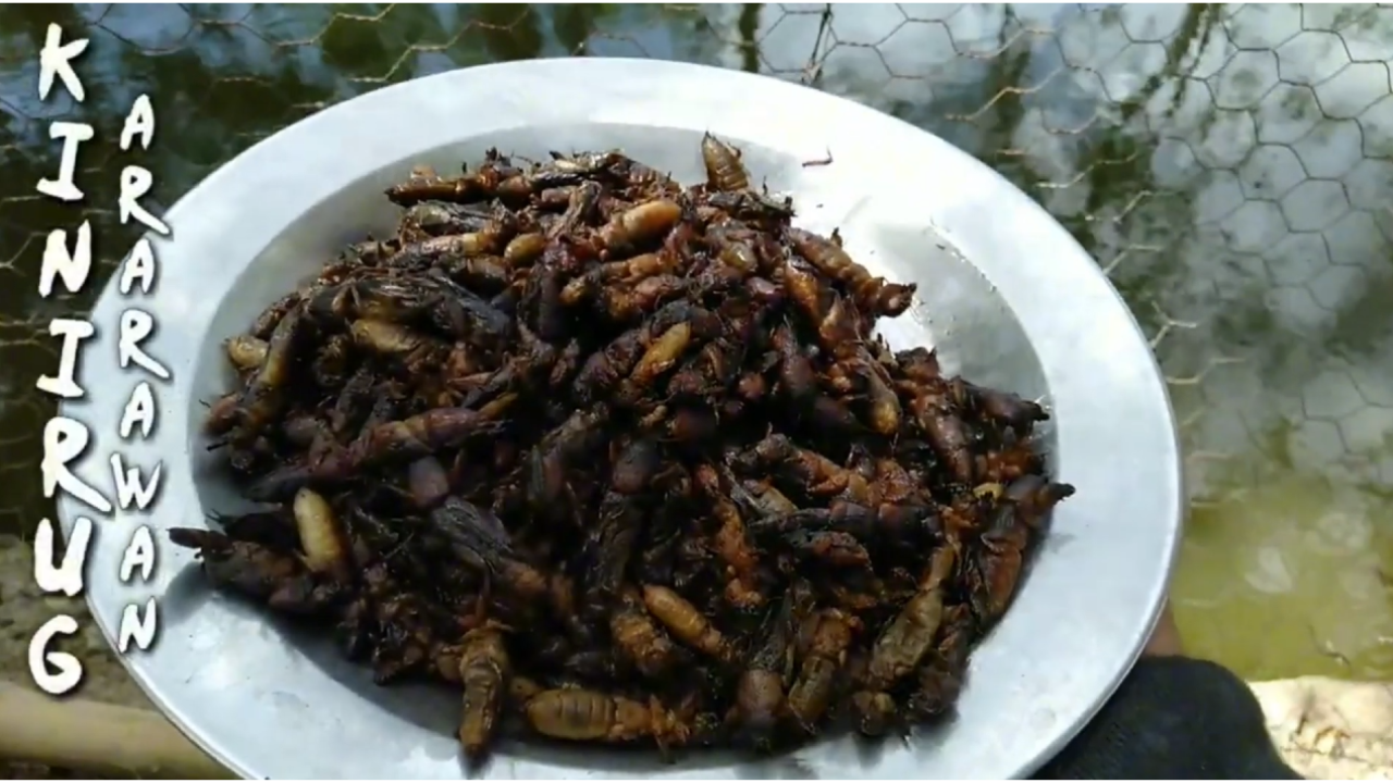 From field to frying pan: Cooking mole cricket Filipino style