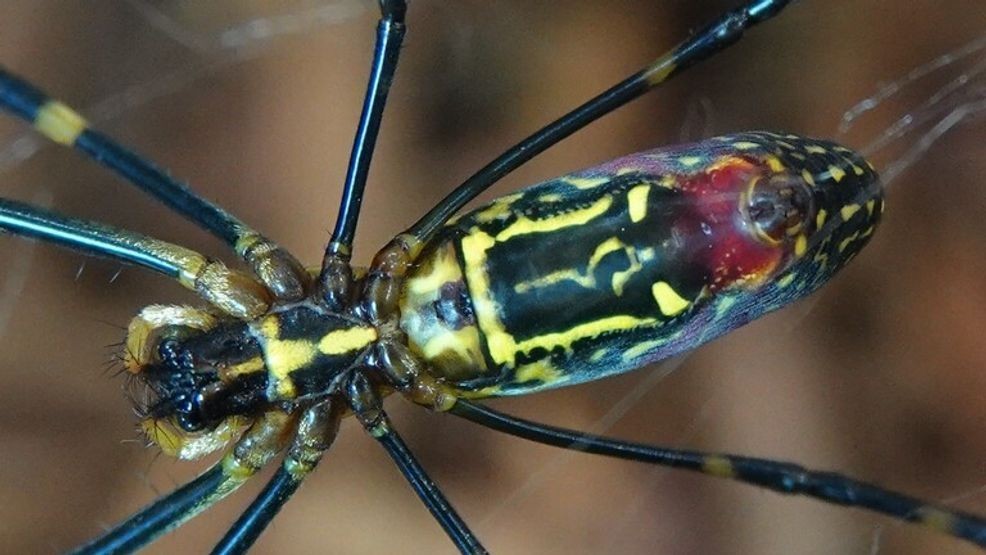 Joro spider, a palm-size Asian species, spotted in Southern California