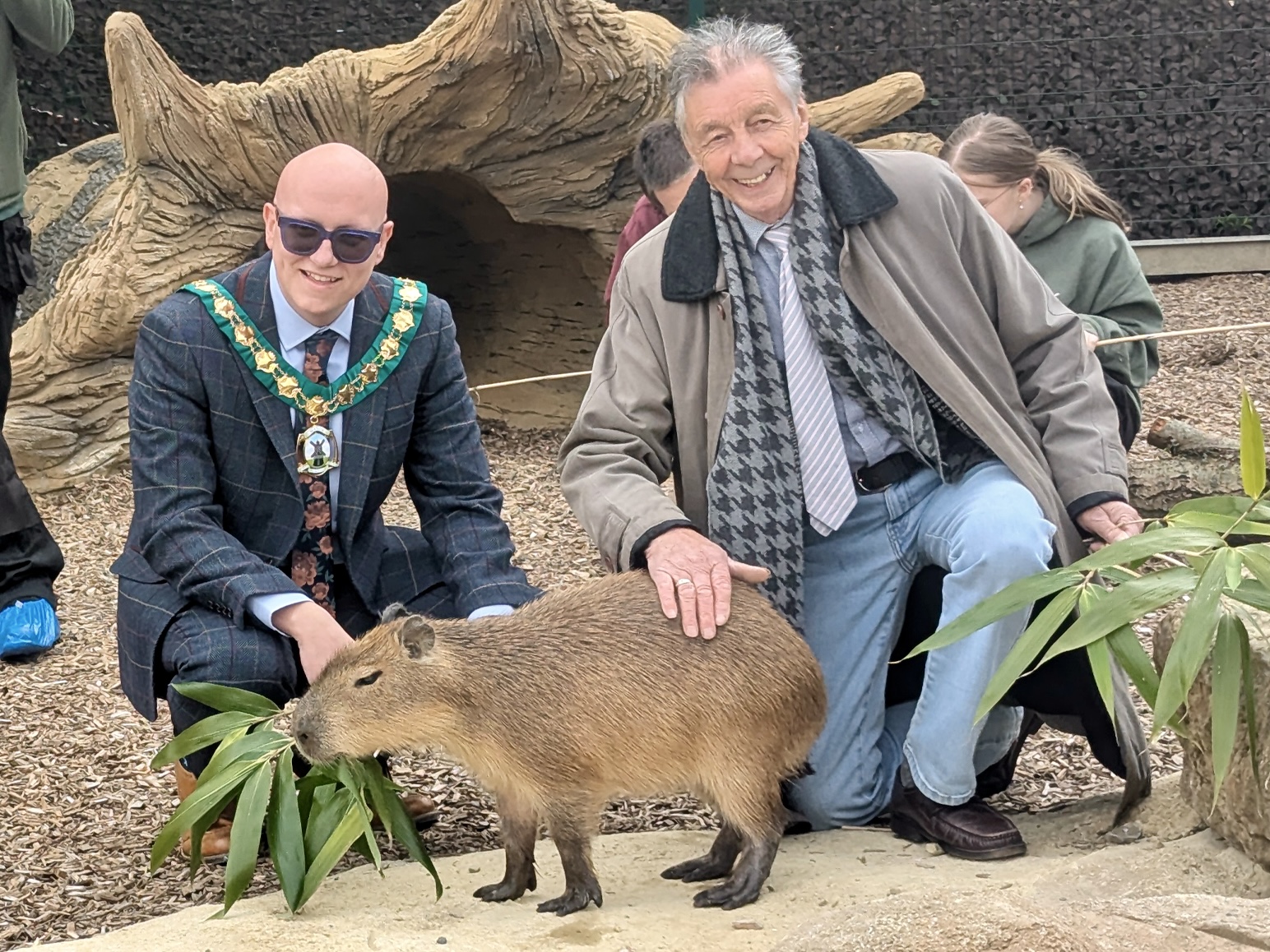 New capybara enclosure opens at Jungle Kingdom, Knockhatch Adventure Park