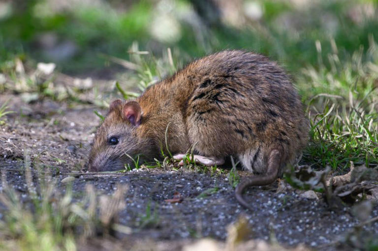 Rats and mice will flee from gardens with experts' best natural deterrents
