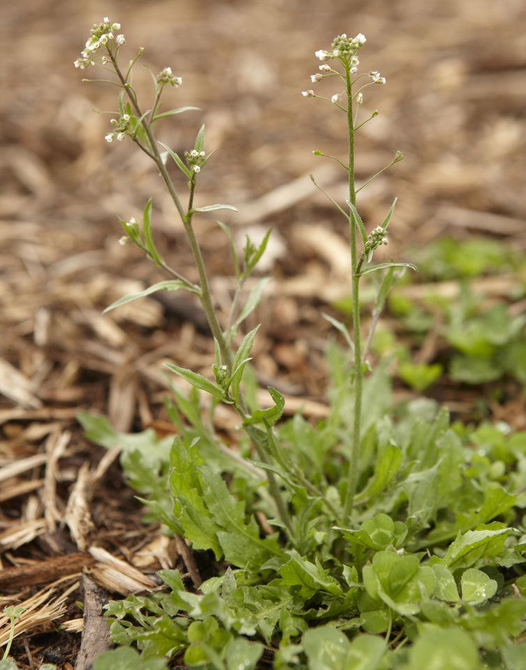 5 common weeds that invade lawns in fall, plus how to get rid of them ...