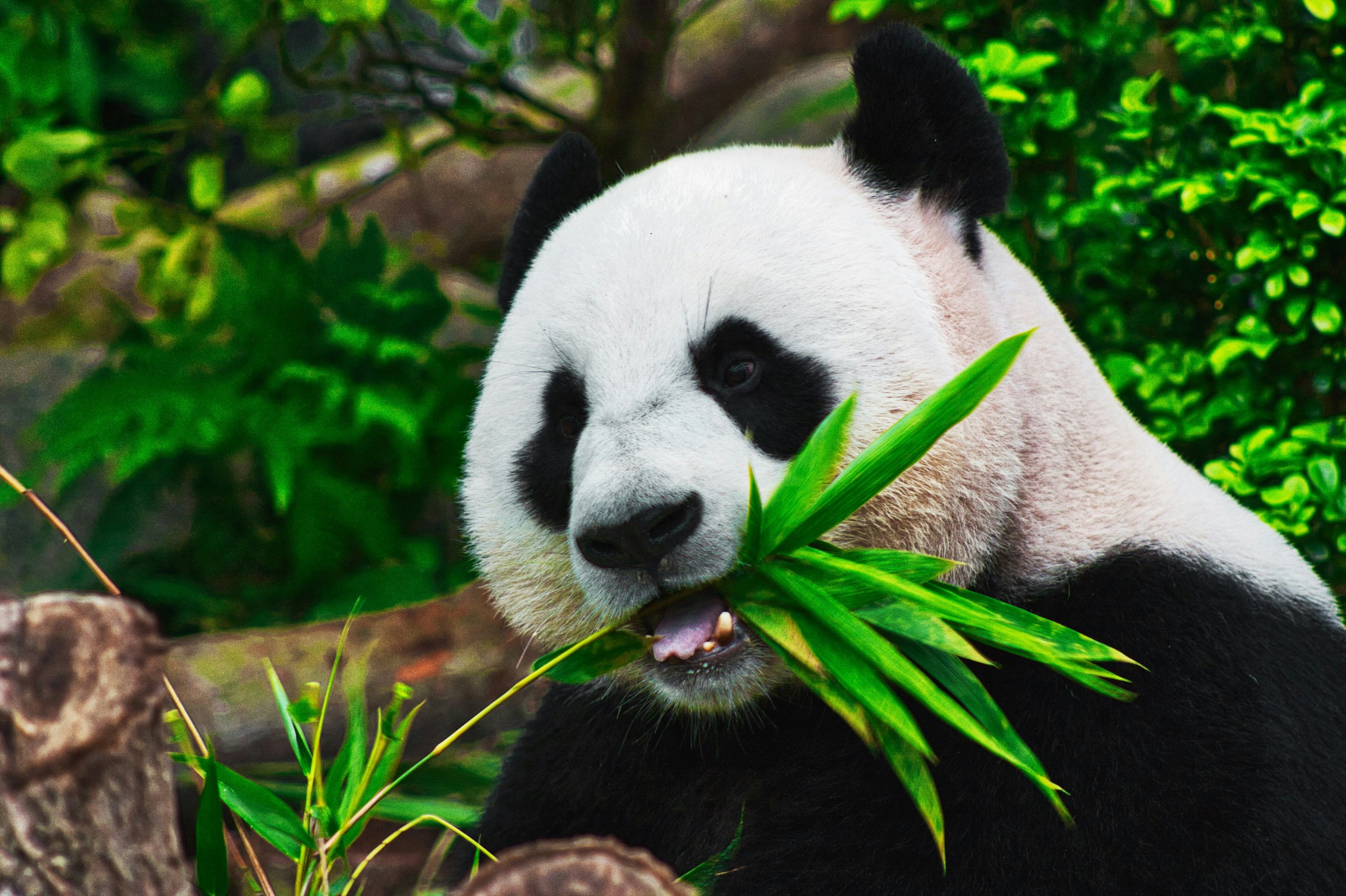 黑白顶流的私密生活大曝光：原来你是这种熊!🐼