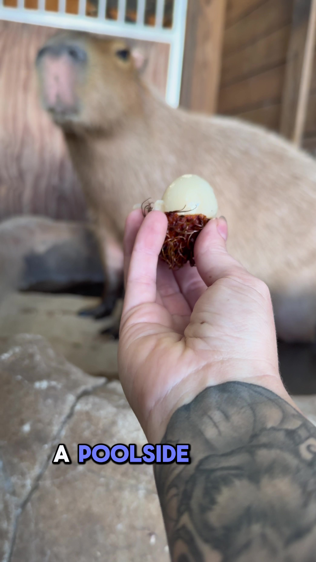 Pumpkin the capybara is incredibly dramatic when trying new foods