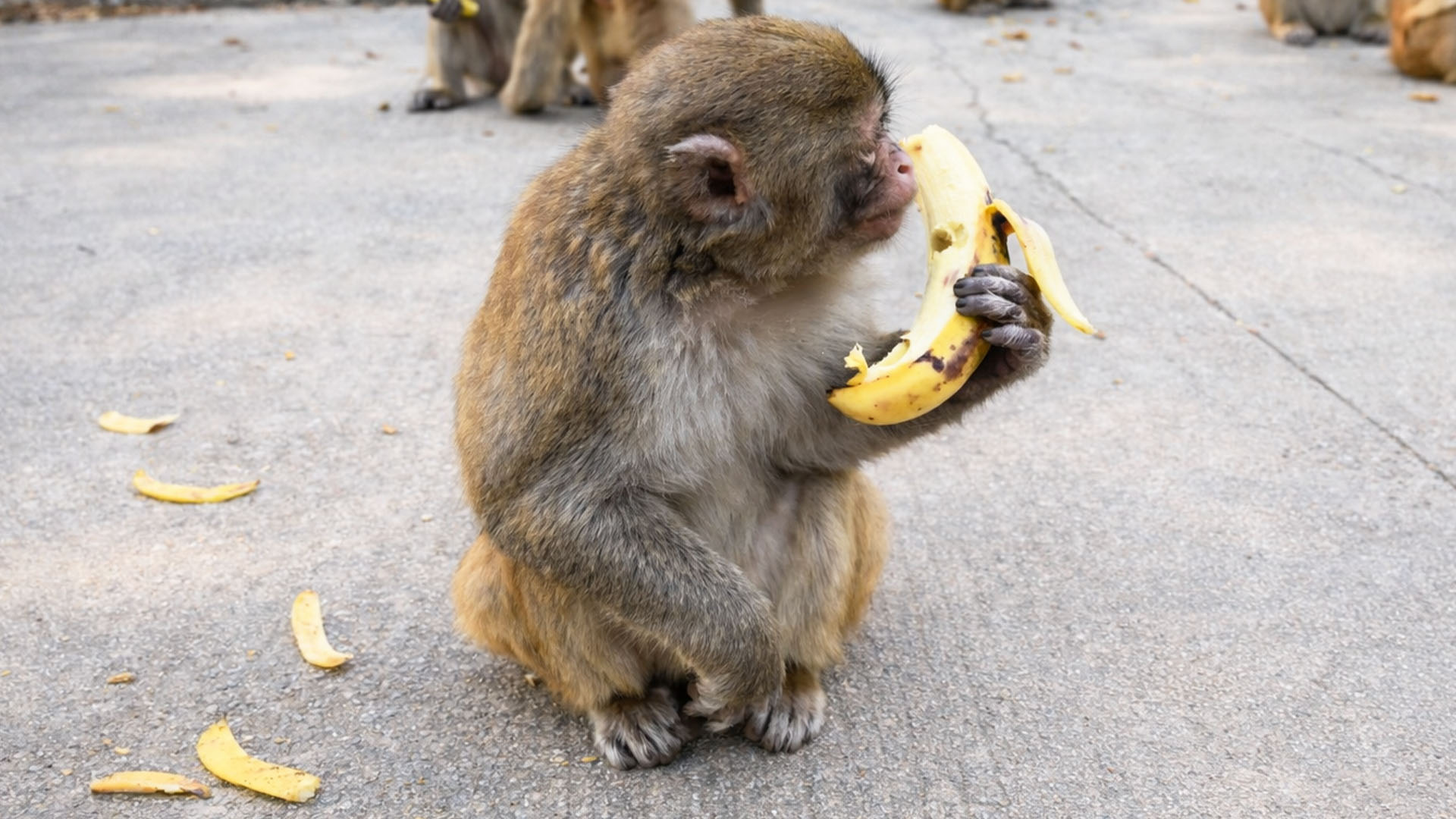 Een aap bekijkt zorgvuldig een grote banaan voordat hij hem opeet