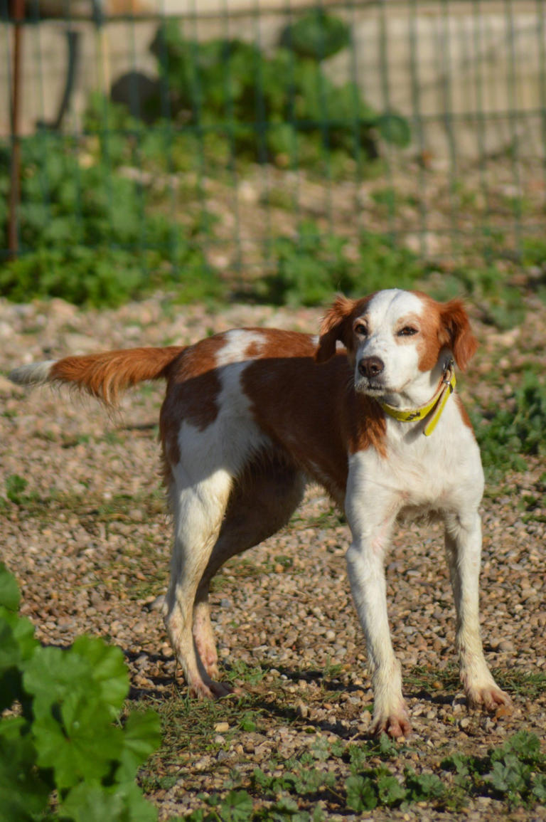La enésima despedida de Chispa, la perrita que busca una familia definitiva