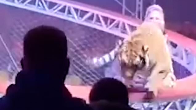 Tiger prowls through aisles of scared stiff families after circus ...