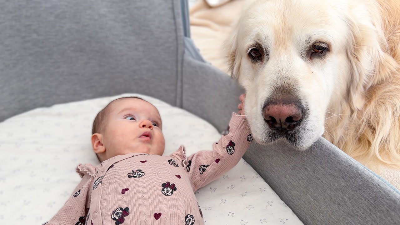 Golden retriever reacts to baby’s first touch