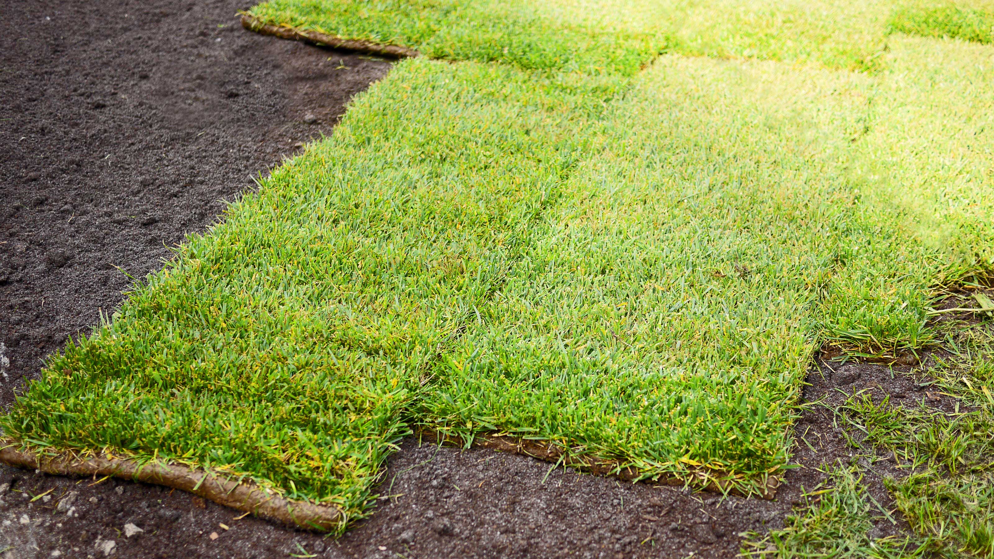 How to water new turf correctly